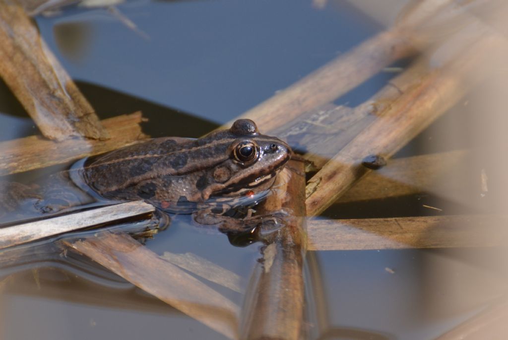 Rana - Pelophylax sp. (prov. Monza)